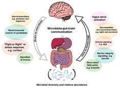 The Microbiota-Gut-Brain Axis: What, Why, and How to Maintain Gut and Brain Health Microbiology Study, Functional Nutrition, Animal Studies, Brain Connections, Gut Microbiota, Vagus Nerve