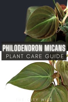 a plant with green leaves and the words, phlodendronn micans plant care guide