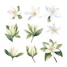 white flowers with green leaves are shown on a white background in this watercolor painting