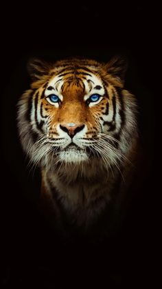 a close up of a tiger's face in the dark with bright blue eyes