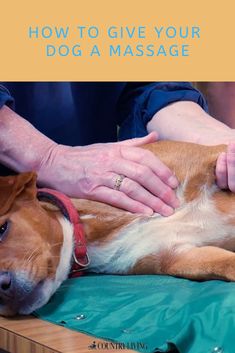 a brown and white dog laying on top of a table next to a person's hand