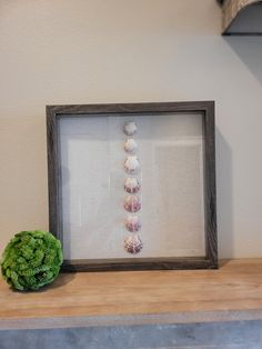 there is a frame with seashells in it and a green plant on the shelf