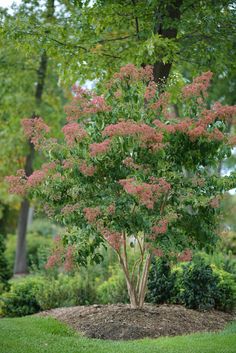 a small tree with pink flowers in the middle of a park area, surrounded by green grass and trees