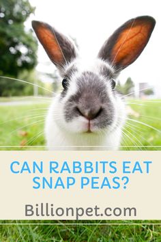 a rabbit with the words can rabbits eat snap peas? on it's face