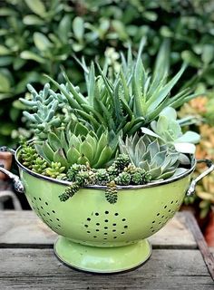 a green colander filled with succulents on top of a wooden table