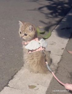 a small kitten wearing a collar and leash on a leash attached to a street curb