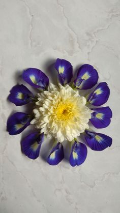 a white and blue flower with yellow centers on a marble surface, viewed from above