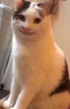 a black and white cat sitting on top of a window sill looking at the camera