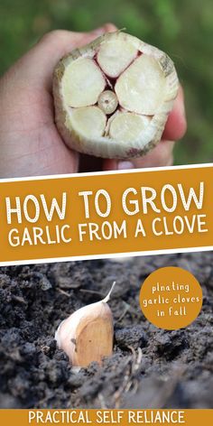 the cover of how to grow garlic from a clove by practical self reliancer