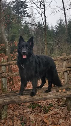 a large black dog standing on top of a fallen tree trunk in the woods next to a stone wall