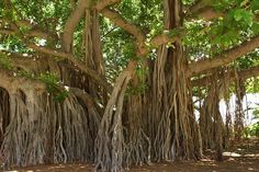 a large tree with lots of roots growing on it's sides in the shade