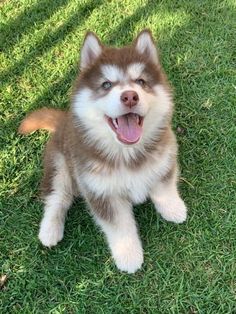 a brown and white dog sitting on top of a lush green field