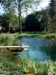 there is a bench sitting on the edge of a small pond in front of some trees