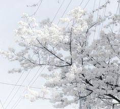 a tree with white flowers and power lines in the background