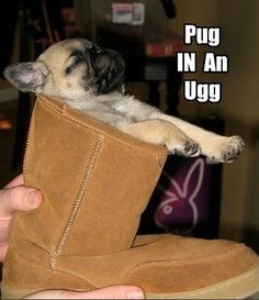 a pug in an ugg boot being held up