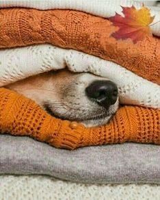 a dog is sleeping under some blankets