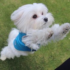 a small white dog wearing a blue harness on it's back legs in the grass