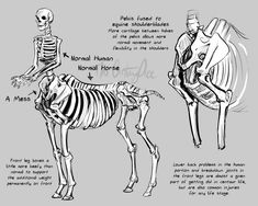 an animal skeleton is shown next to a drawing of a human skeleton and a horse