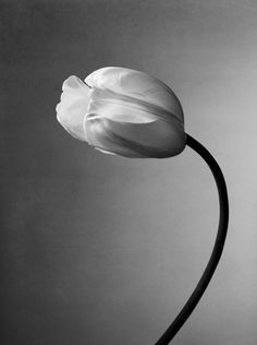 a black and white photo of a single tulip in the middle of a vase