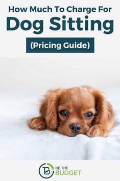 a brown dog laying on top of a bed with the title how much to charge for dog sitting pricing guide