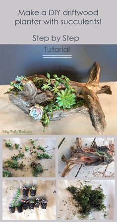 how to make a diy driftwood planter with succulents step by step