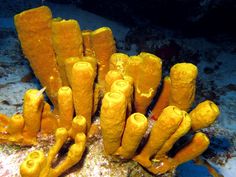 a group of yellow corals sitting on top of a sandy bottom sea floor with the words florent chappin above them