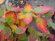 red and yellow leaves on a plant in a pot