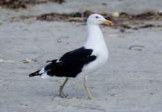 a black and white bird standing on the beach