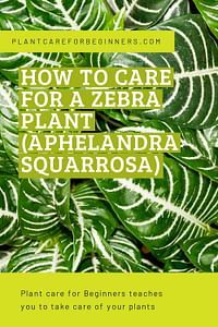 green leaves with text overlay how to care for a zebra plant aphelandadraaquaarosa