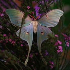 a large white butterfly sitting on top of purple flowers