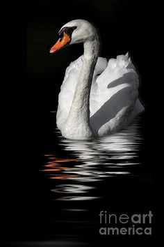 a white swan floating on top of a body of water