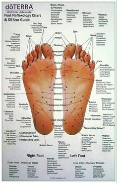 Essential Oil Chart, Terra Essential Oils, Reflexology Foot Chart, Reflexology Chart, Doterra Essential Oils Recipes, Essential Oil Remedy, Essential Oils Guide, Essential Oils Health, Essential Oil Diffuser Recipes