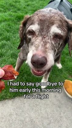 a dog looking up at the camera with his owner's hand holding something in front of him