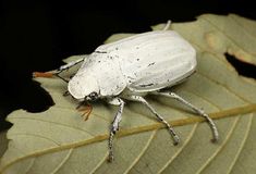 a white bug sitting on top of a leaf