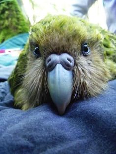 a close up of a bird on a person's lap with it's eyes wide open