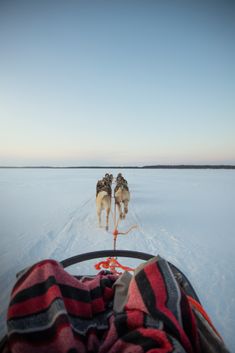 two dogs are pulling a sled across the snow