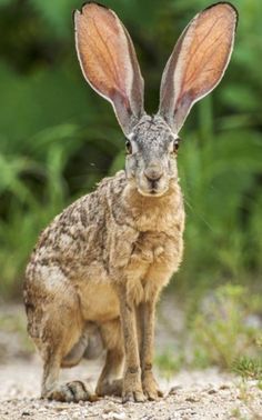 a brown rabbit sitting on top of a dirt road