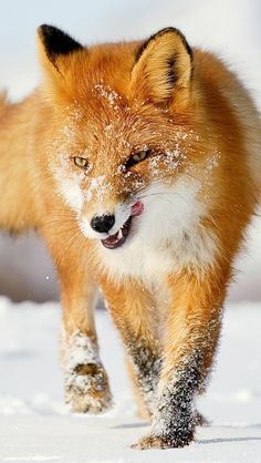 a red fox is running through the snow