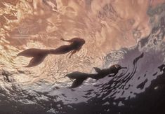 two sea otters swimming in the ocean at sunset or dawn, looking up into the water