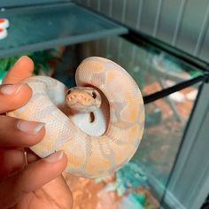 a person holding a small white snake in their hand