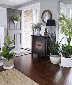 a living room filled with lots of potted plants on top of a hard wood floor