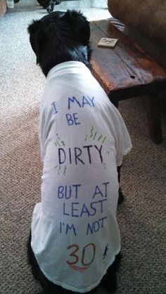 a dog wearing a shirt that says i may be dirty but at least i'm not 30