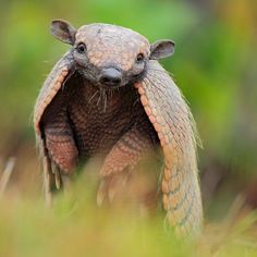 an armadile is standing in the grass