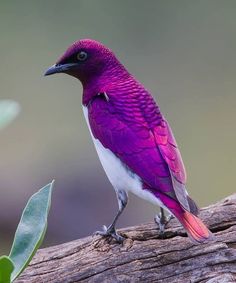 Violet Backed Starling, Purple Bird, Animale Rare, Starling, Colorful Birds, Bird Photography