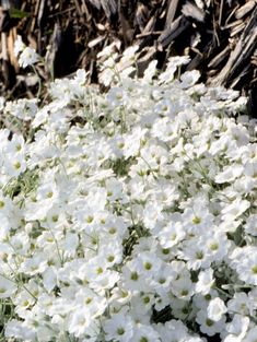 some white flowers are growing in the grass