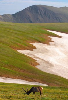 an elk grazes in a field with mountains in the background and snow on the ground