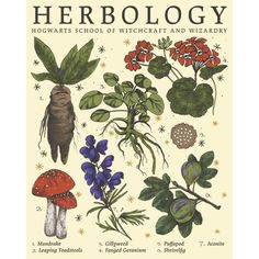 a book with illustrations of plants and flowers on it's cover, which reads herboloy