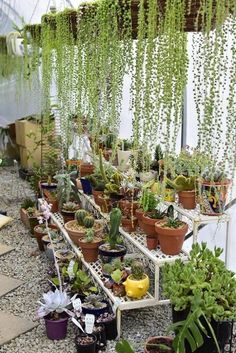 many potted plants are lined up in the greenhouse