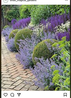 an image of a garden with purple flowers and green plants on the side of it