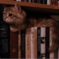 a cat sitting on top of a bookshelf next to a bunch of books